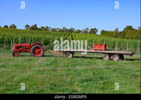 Arpents du Soleil - l'unico vigneto in Normandia, Francia Foto Stock