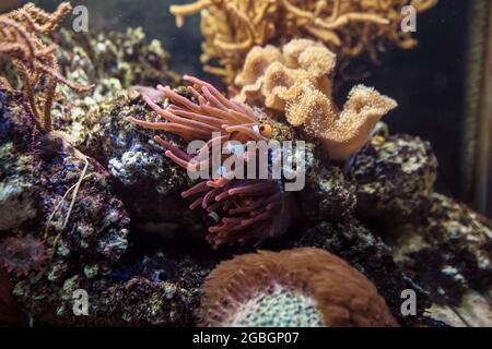 Primo piano vista di Amphiprion ocellaris con anemoni e pelle Toadstool Sarcophyton sp corallo morbido Foto Stock