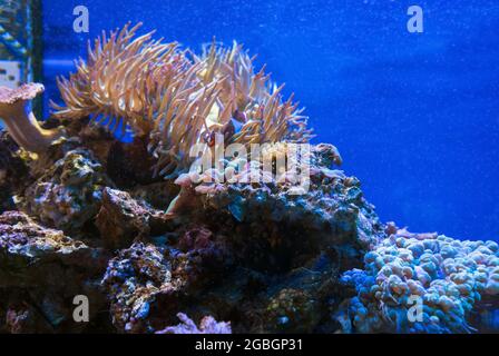 le creature sottomarine si affacciano sui coralli e gli anemoni delle bolle del discosoma Foto Stock