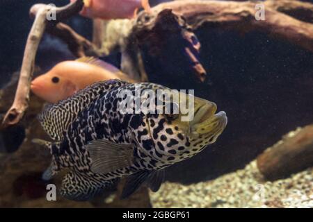 Vista ravvicinata della testa del nuoto Jaguar Cichlid o Parachromis Managuensis Foto Stock