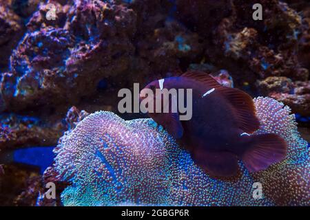 Primo piano vista del pesce pagliaccio che nuota sopra corallo morbido - pelle ombrello, pelle di funghi toadstool corallo - Sarcophyton sp Foto Stock