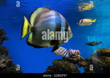 vista ravvicinata del batfish orbicolare (platax orbicularis) Foto Stock