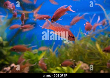 Scuola di liclal cichlids (lamprologueus brichardi) che nuotano all'interno del serbatoio di pesce Foto Stock