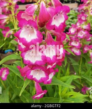 Immagine full frame di fiori e fogliame rosa e bianco brillante del penstemone Foto Stock