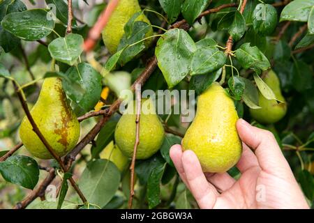La mano del contadino tiene una pera. Giardinaggio. Un giardiniere umano controlla la maturazione delle pere su un albero. La mano di un uomo raccoglie una frutta fresca. Foto Stock