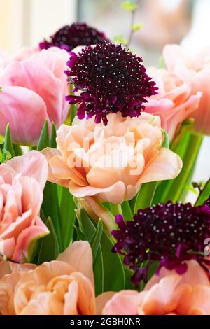 Botanica, bouquet di tulipani in albicocca-colorato, PER SALUTO/CARTOLINA-USO IN GERM.SPEAK.C ALCUNE RESTRIZIONI POSSONO APPLICARSI Foto Stock