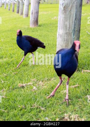 pukeko porfano porfido porfido occidentale Foto Stock