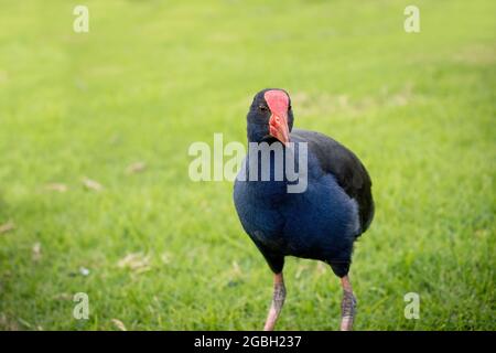 pukeko porfano porfido porfido occidentale Foto Stock