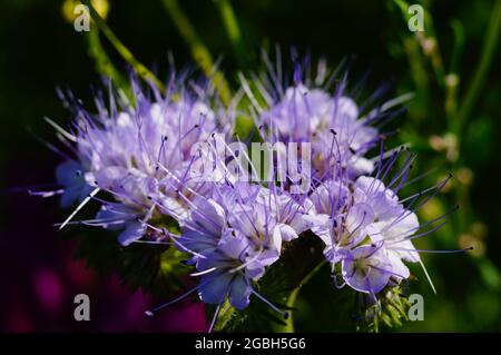 Primo piano dei fiori di Phacelia Foto Stock