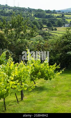 Vigna gallese, Caernarfon, Galles. Idilliaca scena rurale con viti che crescono su una lussureggiante collina verde. Shot verticale. Foto Stock