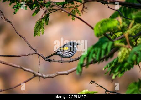 New Holland Honeyeater uccello seduto su una filiale Foto Stock