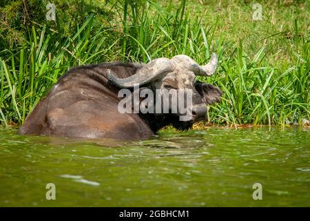 African Buffalo Waterside in Uganda Foto Stock