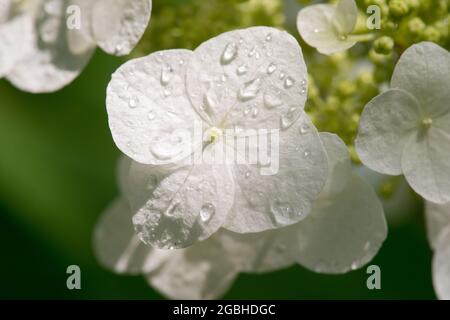 Botanica, fioritura della quercia frondosa idrangea Hydrangea quercifolia, PER SALUTO / CARTOLINA-USO IN GERM.SPEAK.C ALCUNE RESTRIZIONI POSSONO APPLICARSI Foto Stock