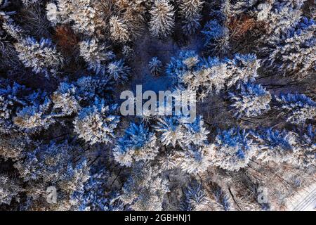 Cime di pini innevati in una mattina gelida nei Carpazi. Foresta selvaggia sempreverde innevata, nuova vista della foresta da un'altezza. Foto Stock