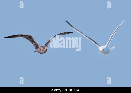 Composizione fotografica di esemplari di gabbiano a gamba gialla (Larus michahellis) in volo Foto Stock