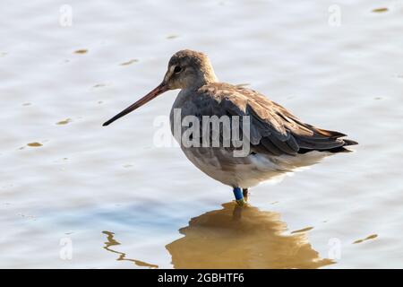 godwit dalla coda nera (Limosa emastica), uccello caradrififorme della famiglia degli Scolopacidi. Uno dei più grandi e più showy europei Waders, con un sacco di col Foto Stock