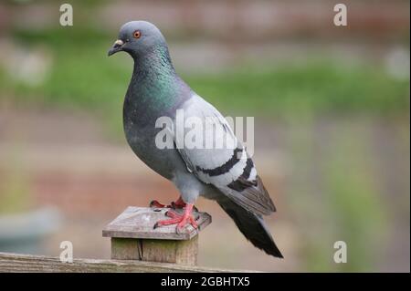 Pigeon appollaiato su una recinzione, Regno Unito Foto Stock