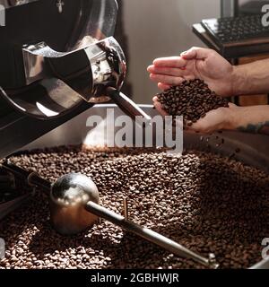 Lavoratore maschile che controlla la qualità dei chicchi di caffè appena tostati Foto Stock