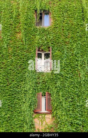 Ivy cresce sulla parete esterna di un edificio intorno alle finestre Foto Stock
