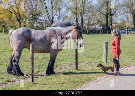 Donna matura in abbigliamento casual con il suo dachshund bruno dai capelli corti, ammirando la bellezza di un cavallo da traino olandese noto come cavallo Zeeland in una fattoria Foto Stock