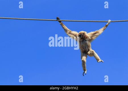 Gibbone comune che oscilla dalla corda con cielo blu sullo sfondo Foto Stock