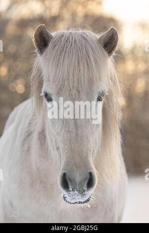 Cavallo islandese in inverno Foto Stock