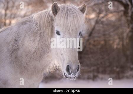 Cavallo islandese in inverno Foto Stock