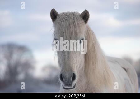 Cavallo islandese in inverno Foto Stock