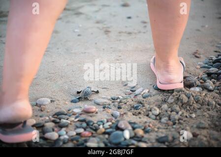 Piedi umani giganti e piccole tartarughe marine che si schiudono sulla spiaggia. L'attivista femminile protegge il bambino delle tartarughe marine durante il suo viaggio verso il mare Foto Stock