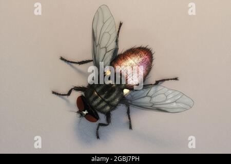 Illustrazione 3D artistica di una casa Foto Stock