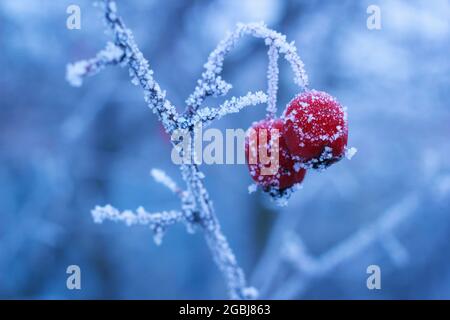 Inverno Frozen Berries di Hawthorn su ramo con ghiaccio Frost Foto Stock