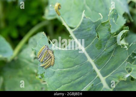 Bruco di grande farfalla bianca di cavolo, mangiare foglie di broccoli, giardino britannico Foto Stock