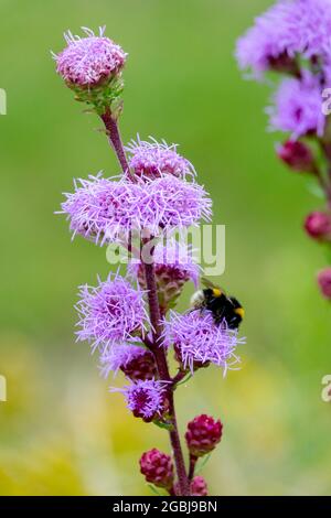 Gayfeather Liatris aspera Rough stella di blazing bumblebee che raccoglie nettare su fiore viola Foto Stock