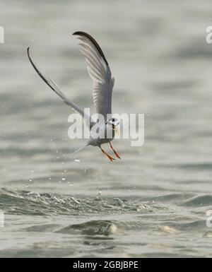 Un piccolo Tern (albifrons di Sternula) che emerge dal mare con un pesce, Norfolk Foto Stock