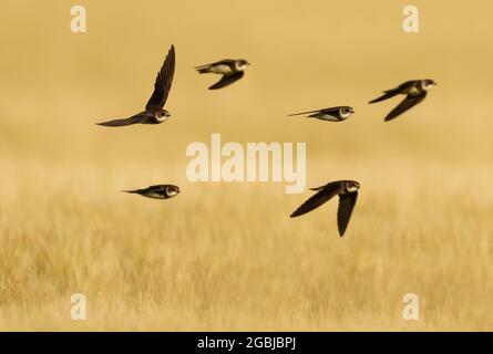 Un gruppo di Sand Martins (Delichon urbicum) che falena insetti bassi su un campo appena tagliato, Norfolk Foto Stock