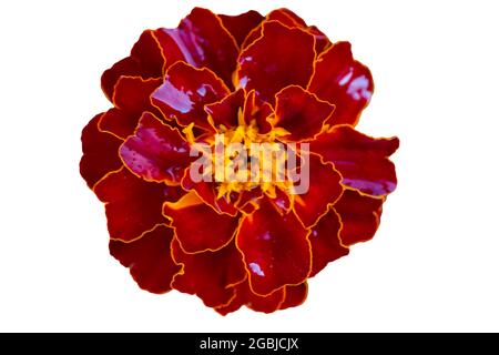 Bel fiore rosso marigold su uno sfondo bianco primo piano. Foto Stock