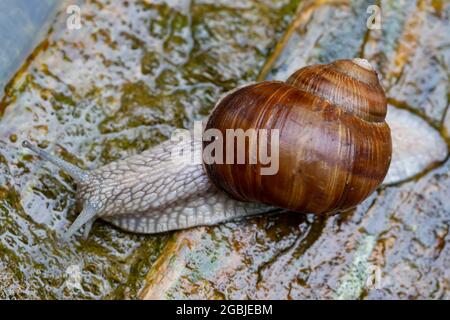 Bella lumaca d'uva da vicino su sfondo di legno. Foto Stock