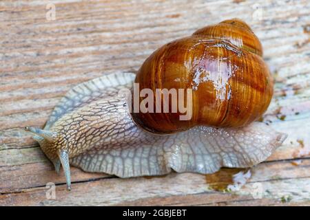 Bella lumaca d'uva da vicino su sfondo di legno. Foto Stock