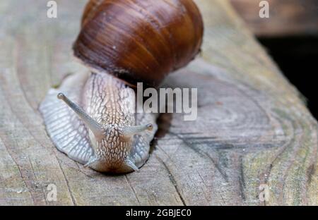 Bella lumaca d'uva da vicino su sfondo di legno. Foto Stock