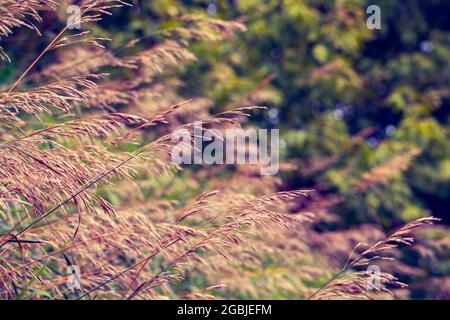 Sfondo naturale fata. Bella erba di diversi colori si piega dal vento. Foto Stock