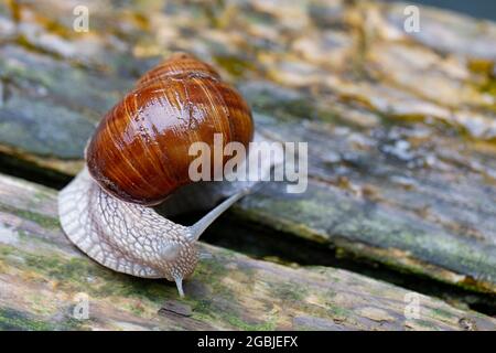 Bella lumaca d'uva da vicino su sfondo di legno. Foto Stock