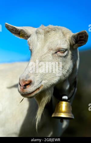 Unhorned Saanen Goat with Bell, Saanen, Obersimmental-Saanen, Canton Berna, Svizzera Foto Stock