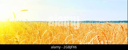 Campo di grano dorato con cielo blu. Campo di grano dorato in estate. alba sul campo di grano con segale. Estate grano agricoltura sfondo. Paesaggio pa Foto Stock