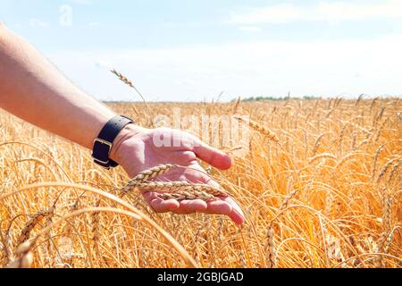 Grani di grano nelle mani di un coltivatore sul fondo di campo di grano. Raccolta di cereali. Tema agricolo. Orecchio maturo nella mano di un uomo. Foto Stock