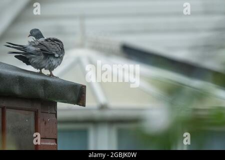 Pigeon stand sul tetto di capanna al giardino Foto Stock