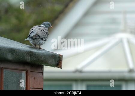 Pigeon stand sul tetto di capanna al giardino Foto Stock