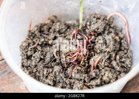 Primo piano su grumi di verricelli rossi in contenitore per vermicomposting Foto Stock