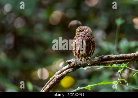 Owlet colared, guardando da un ramo di albero nella foresta tropicale Foto Stock