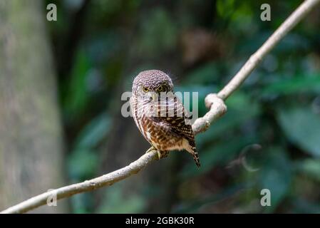 Owlet colared, guardando da un ramo di albero nella foresta tropicale Foto Stock