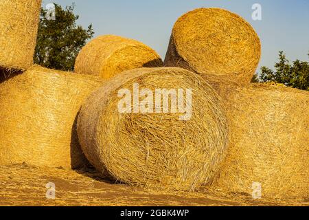 Paglia raccolta in rotoli nel campo dopo la raccolta del grano. Raccolta in autunno. Paglia imballata in rotoli accatastati in un campo sotto un cielo blu al sole Foto Stock